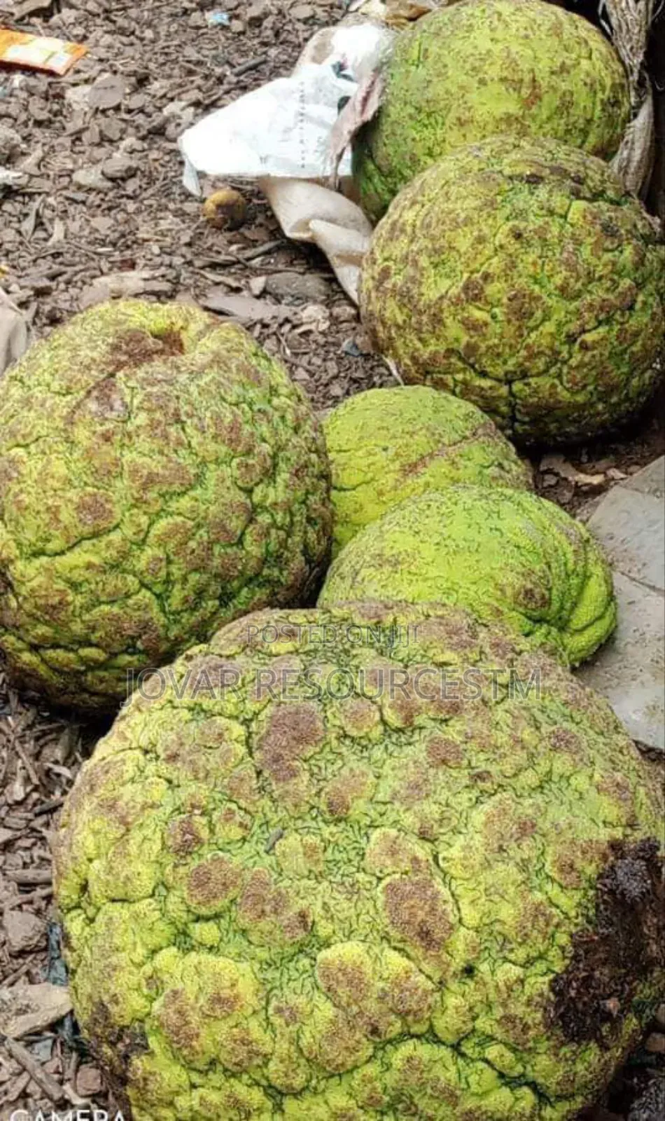 Best Breadfruit/ Bread Nut Yam Type, Jackfruit Ukwa Seedling