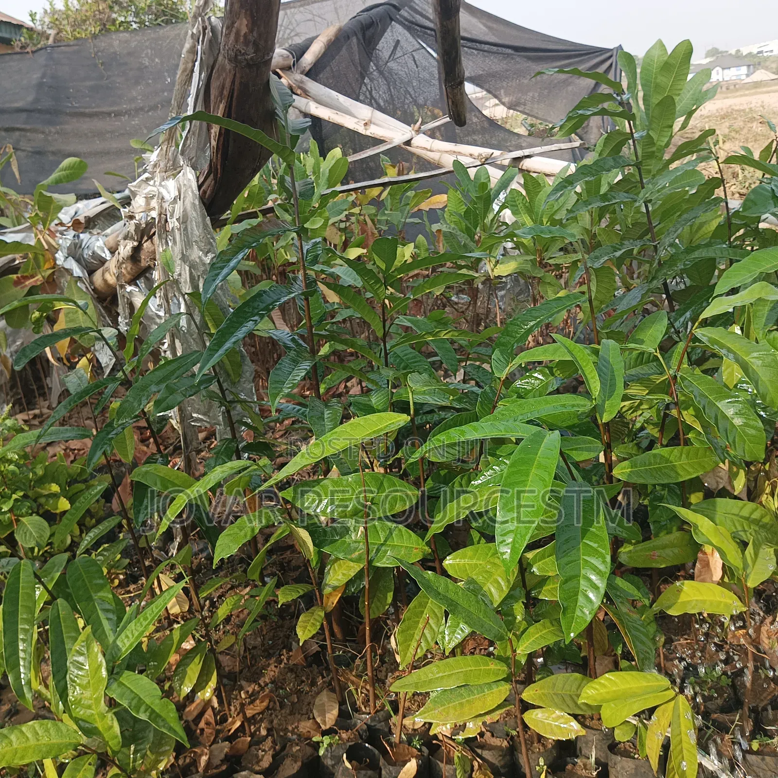 Best Breadfruit/ Bread Nut Yam Type, Jackfruit Ukwa Seedling