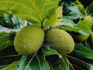 Best Breadfruit/ Bread Nut Yam Type, Jackfruit Ukwa Seedling