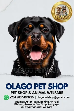 Professional Dog Cat Treatment At Olago Pet Shop