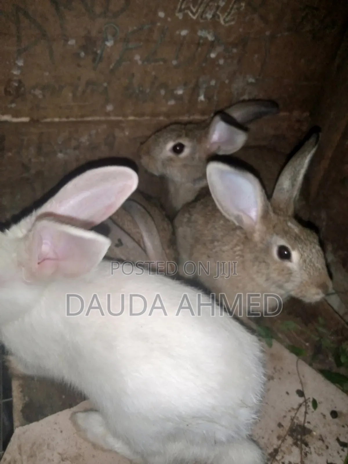 Mr Dauda Ahmed