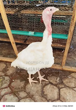 Broad Breasted White Turkey.