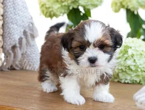 1-3 months Female Purebred Lhasa Apso