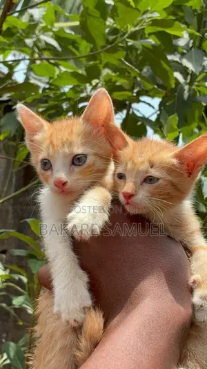1-3 months Female Purebred American Shorthair