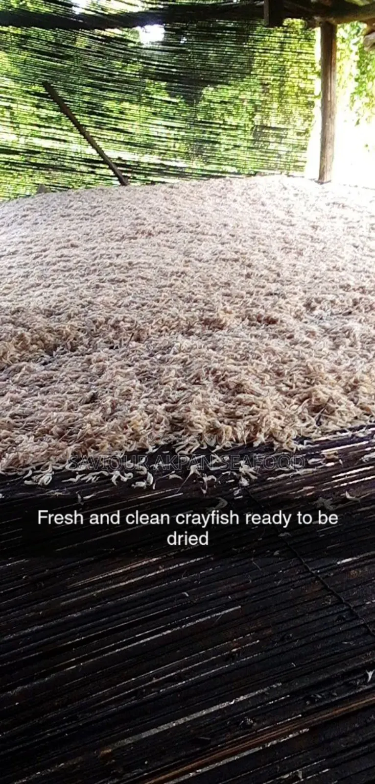 Oron Crayfish