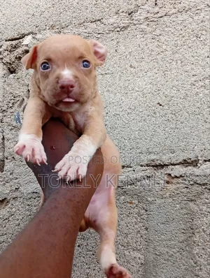1-3 months Male Purebred American Pit Bull Terrier