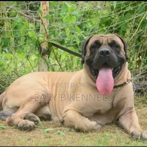 1+ year Male Purebred Boerboel