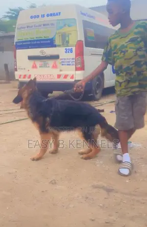 6-12 months Female Purebred German Shepherd