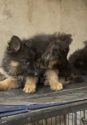 1-3 months Female Purebred German Shepherd