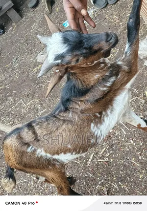 Life Native Goats at Affordable Price