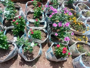 Periwinkle Plants