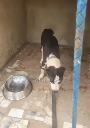 3-6 months Male Purebred American Pit Bull Terrier