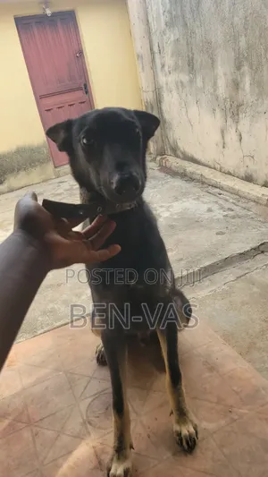 6-12 months Male Purebred German Shepherd