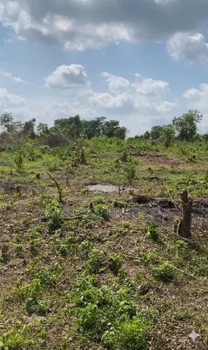 Palm Estate Land for Sale in Ogun With Flexible Payment Plan