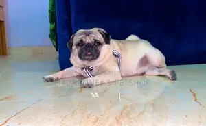 1+ year Male Purebred Pug