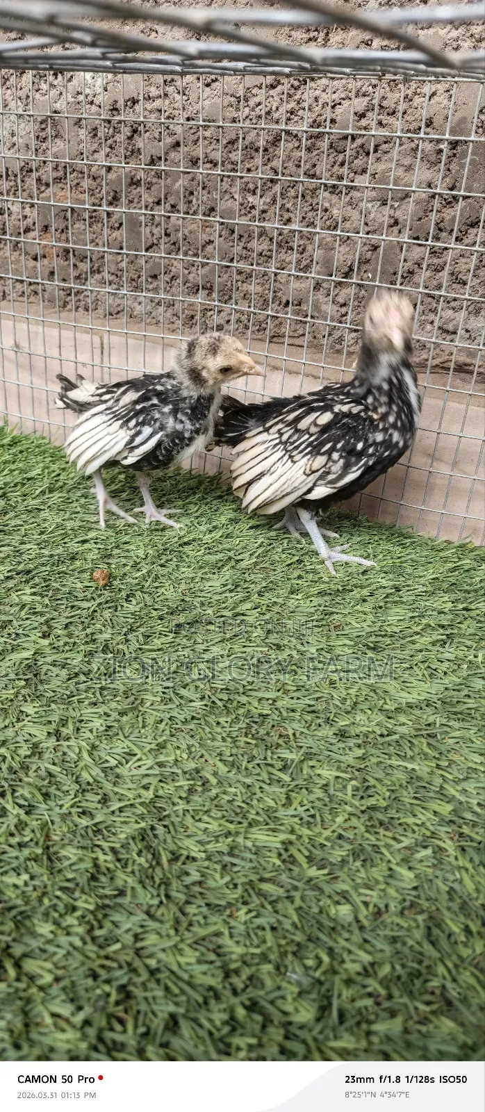 Aexotics Chicken