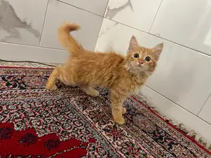 1-3 months Male Purebred Turkish Angora