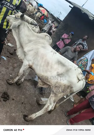 Native Cows for Sale