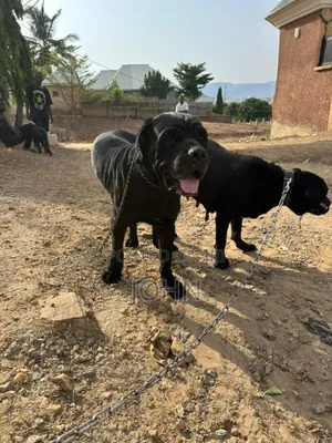 Productive Male Cane Corso Is Available for Stud Service