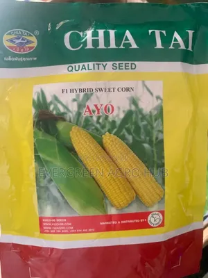Chia Tai Ayo Sweet Corn Seed