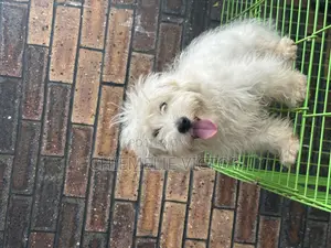 3-6 months Male Purebred Lhasa Apso