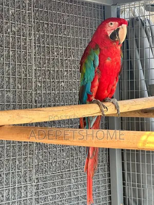 Beautiful Scarlet Macaws Are Available for New Home