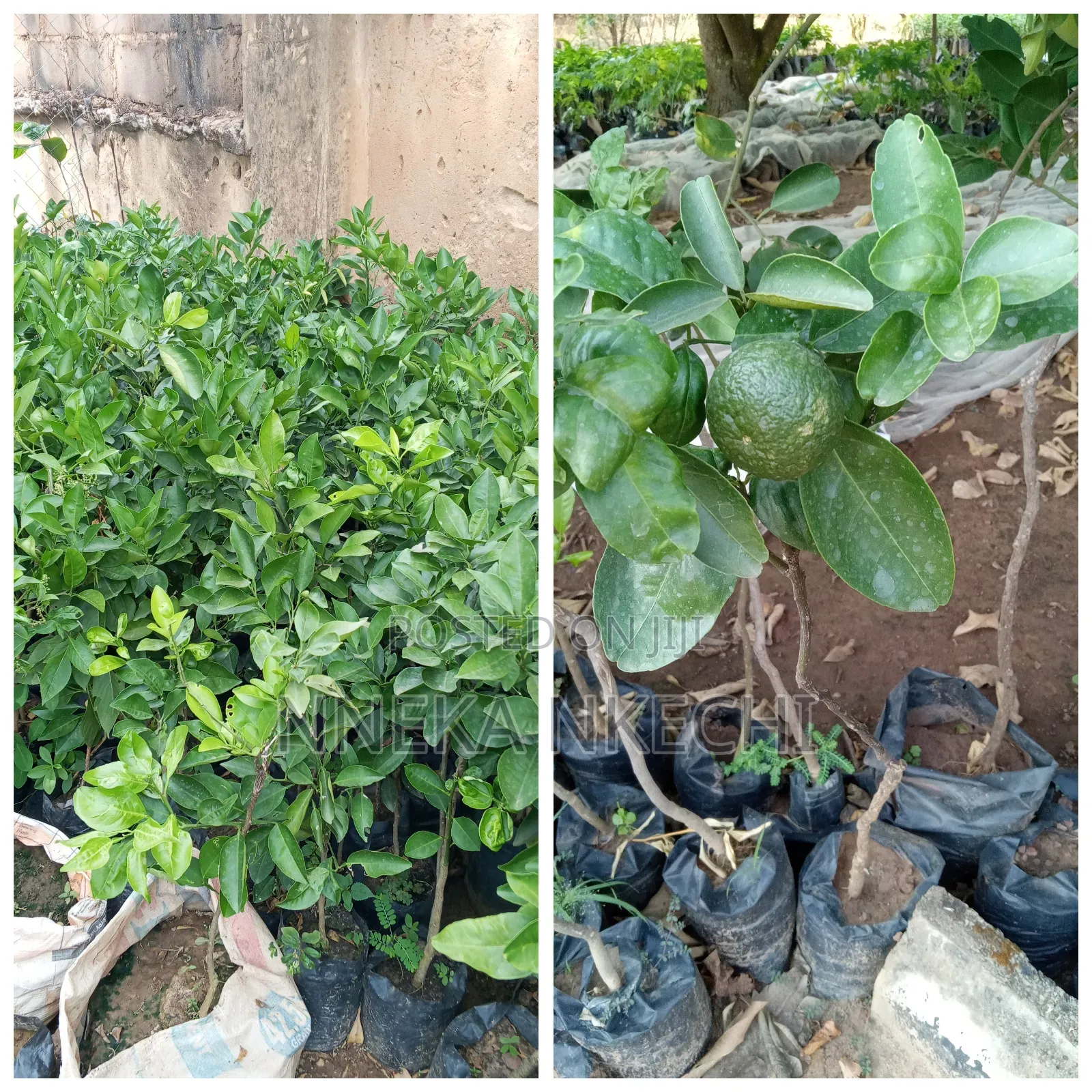 Hybrid Grafted Sweet Oranges