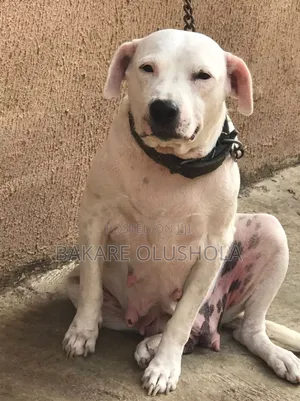 1+ year Female Purebred American Pit Bull Terrier