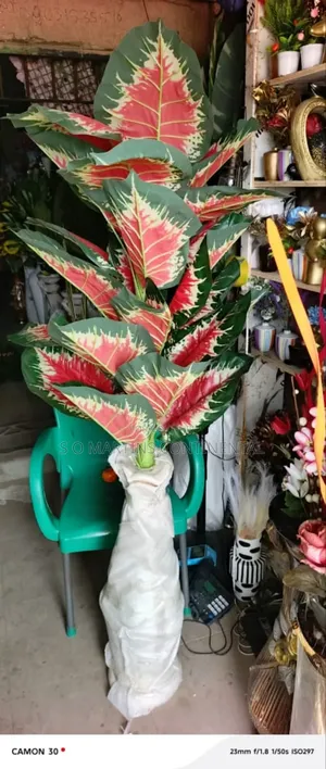 Imported Flower Verce With Glower