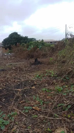 Asipa Land