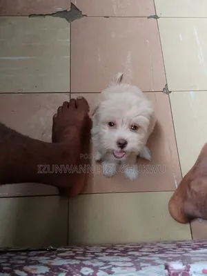 1-3 months Male Purebred Lhasa Apso