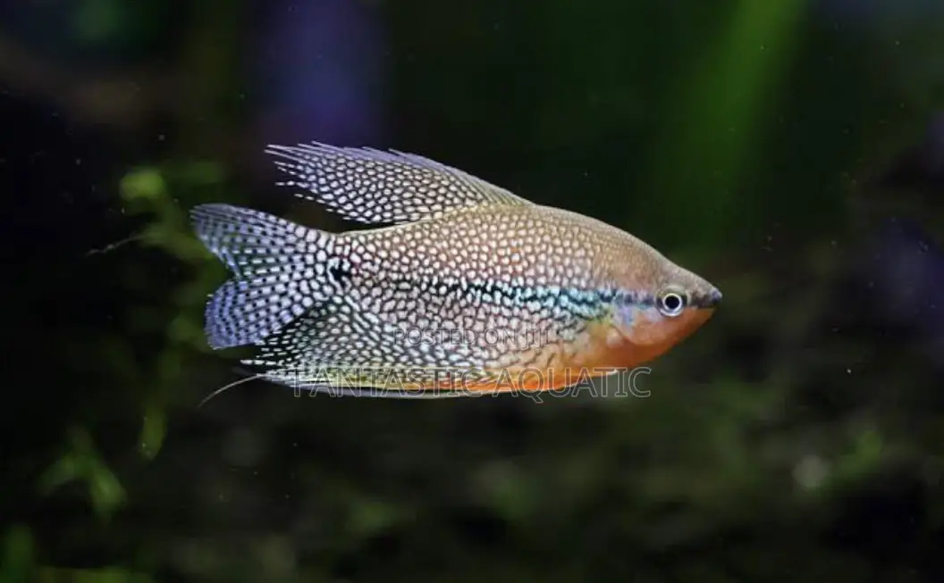 Pearl Gouramiss Aquirium Fish