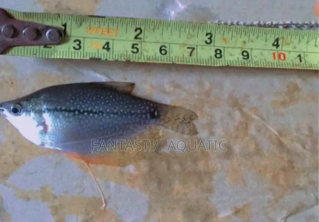 Pearl Gouramiss Aquirium Fish