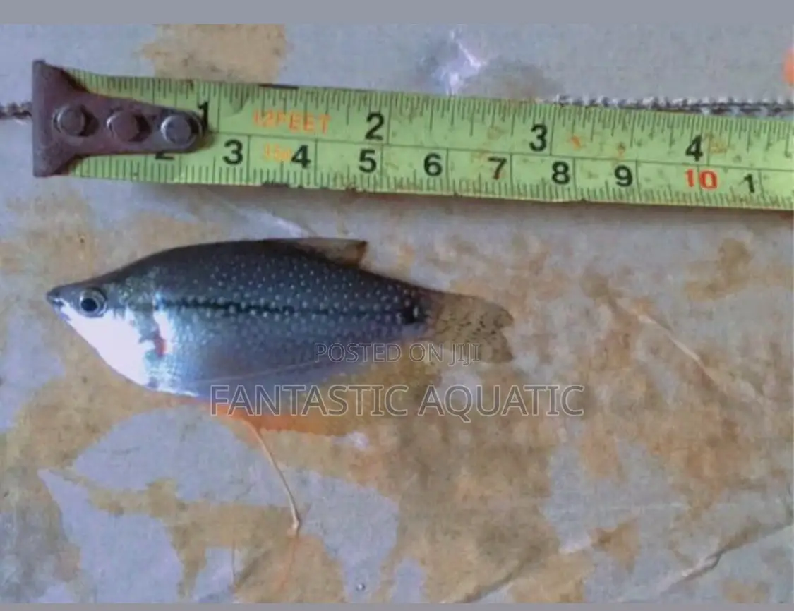 Pearl Gouramiss Aquirium Fish