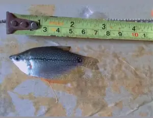Pearl Gouramiss Aquirium Fish