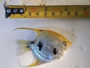 Angelfish for Aquariums