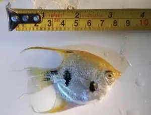 Angelfish for Aquariums