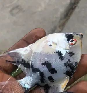 Angelfish for Aquariums