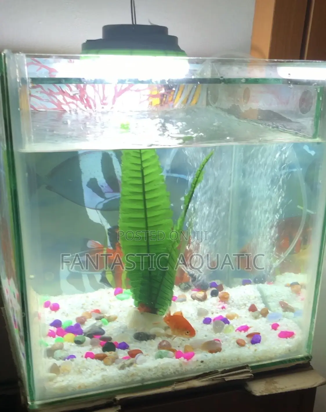 15 by 15 Custom Made Aquarium