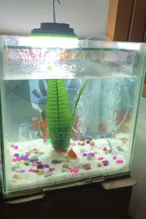 15 by 15 Custom Made Aquarium