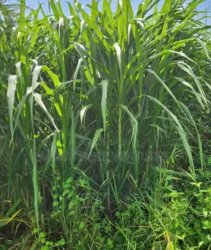 Hybrid Napier Grass Cuttings