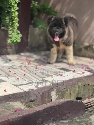 3-6 months Female Purebred Akita