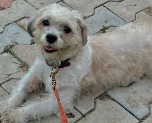 1-3 months Male Purebred Lhasa Apso