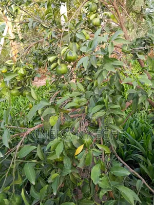 Grafted Tangerine Seedlings Available