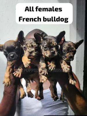 1-3 months Female Purebred French Bulldog