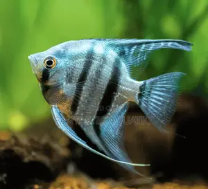 Angelfish for Aquariums