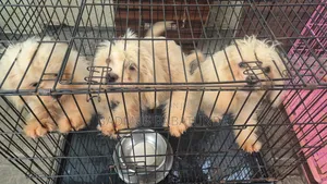 3-6 months Female Purebred Lhasa Apso