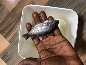 Sapphire Cichlid Aquarium Fish