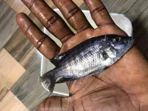Sapphire Cichlid Aquarium Fish