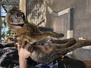 1-3 months Male Purebred Boerboel